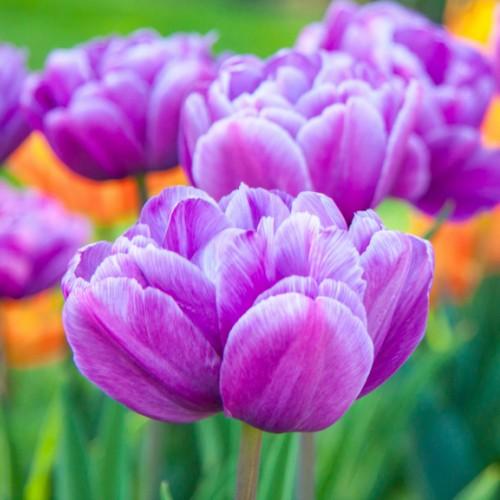 チューリップ 球根 花 秋植え 冬植え ブルーダイアモンド 八重咲き プランター1杯分 球パック N Kyu Blue30 イングの森 花 苗 育て方 通販 Yahoo ショッピング