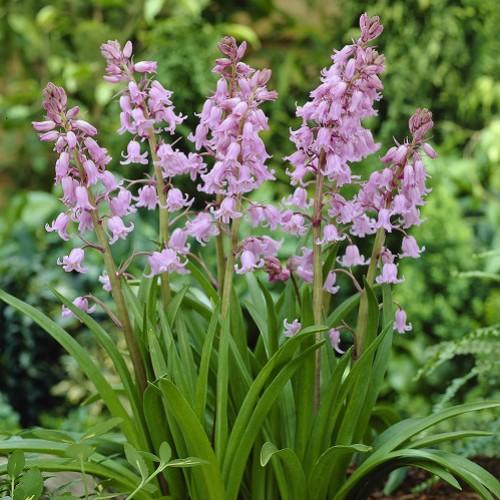 シラー ヒスパニカピンク 30球パック 全国送料無料 秋植え 冬植え 春咲き 球根 イングリッシュガーデン セット N Kyu Hisp50 イングの森 花 苗 球根 育て方 通販 Yahoo ショッピング