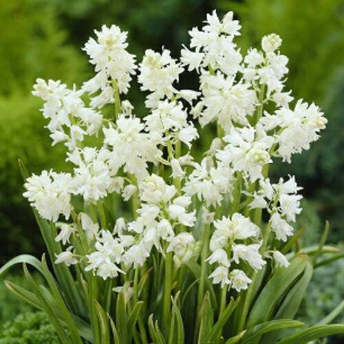 シラー ヒスパニカホワイト 10球パック 秋植え 冬植え 春咲き 球根 イングリッシュガーデン セット N Kyu Hisw イングの森 花 苗 育て方 通販 Yahoo ショッピング