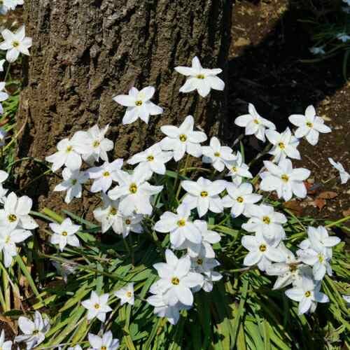 イフェイオン ハナニラ ホワイトスター 60球パック 秋植え 冬植え 春咲き 球根 イングリッシュガーデン セット : イングの森 - 通販 ...