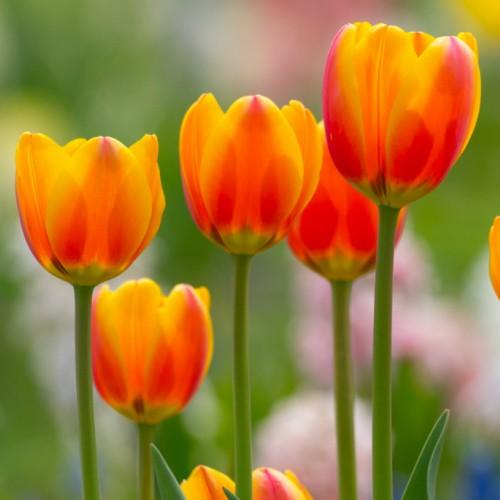 チューリップ 花 球根 春 オレンジエンペラー 一重咲き 22球パック 寄せ植え プランター イングリッシュガーデン 全国送料無料 N Kyu Ore30 イングの森 花 苗 育て方 通販 Yahoo ショッピング