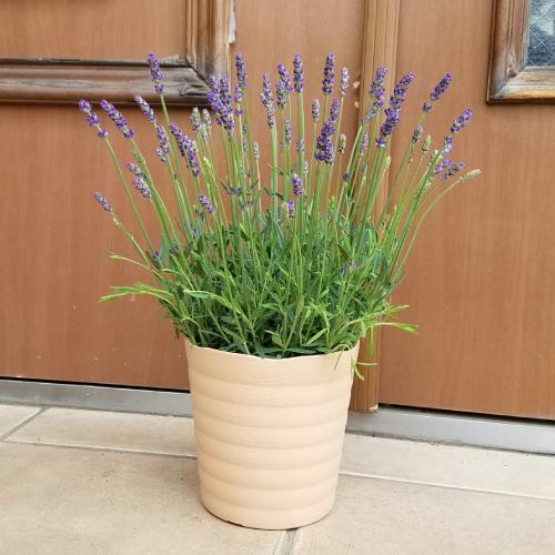 ハーブ 花 苗 ほのか イングリッシュラベンダー 1株 宿根草 よく咲く四季咲き性の高い 地 鉢 寄せ植え ガーデニング N Lave Hono イングの森 花 苗 球根 育て方 通販 Yahoo ショッピング