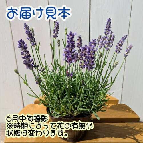 ラベンダー ブルースピア 3.5号（直径10.5cm）ポット苗 イングリッシュ