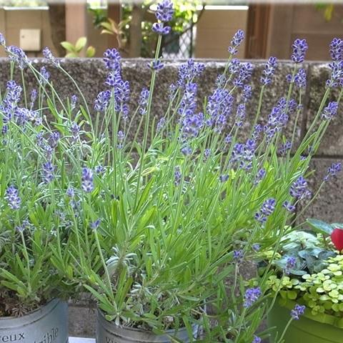 イングリッシュラベンダー 富良野ブルー 花 苗 春 夏 3 5号 直径10 5cm ポット 鉢植え ハーブ ドライフラワー N Lavender Fu イングの森 花 苗 球根 育て方 通販 Yahoo ショッピング