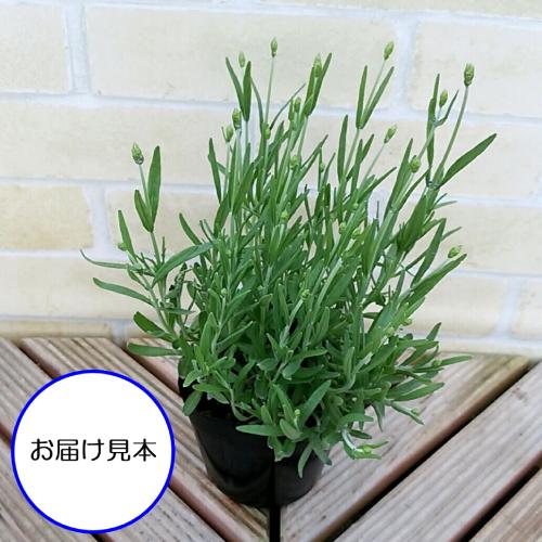イングリッシュラベンダー 富良野ブルー 花 苗 春 夏 3 5号 直径10 5cm ポット 鉢植え ハーブ ドライフラワー N Lavender Fu イングの森 花 苗 球根 育て方 通販 Yahoo ショッピング