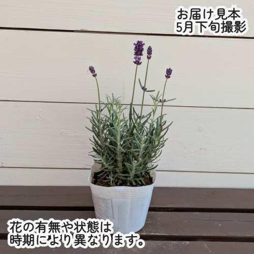 ラベンダー ラバンス ディープパープル3.5号 (直径10.5cm) ポット苗 1