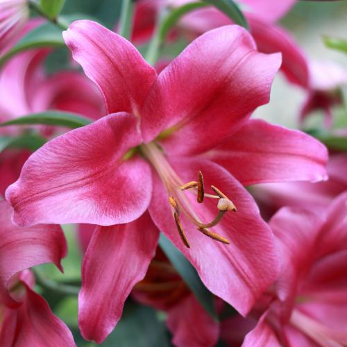 オリエンタル百合　プー 大きなピンクのユリの花　苗球根 オリエンタル系 ユリ球根 ピンク5球 - メルカリ