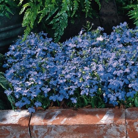 ロベリア リビエラ スカイブルー２株 N Loberia Skb イングの森 花 苗 育て方 通販 Yahoo ショッピング