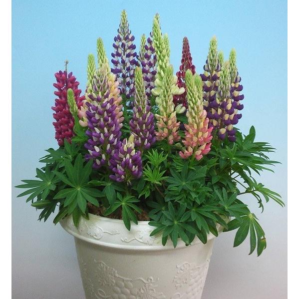 ルピナス 花 苗 宿根草 プリングスマイルミックス 1株 N Lupinus Mix1 イングの森 花 苗 育て方 通販 Yahoo ショッピング