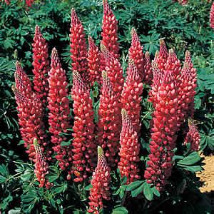 ルピナス 花 苗 ギャラリー レッド １株 イングリッシュガーデン N Lupinus Red イングの森 花 苗 育て方 通販 Yahoo ショッピング
