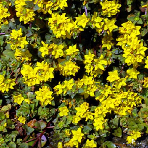 耐寒性宿根草 リシマキア ペルシャンチョコレート 3号（直径9cm