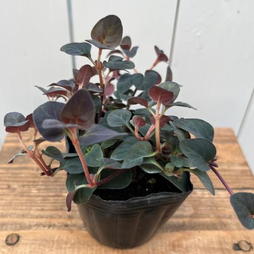 耐寒性宿根草 リシマキア ペルシャンチョコレート 3号（直径9cm