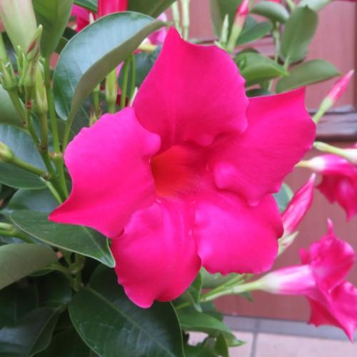 マンデビラ 1鉢で赤とピンクの2色が咲きます 6号鉢暑さももろともせず、秋の終わりまで連続開花｜hanamankai｜04