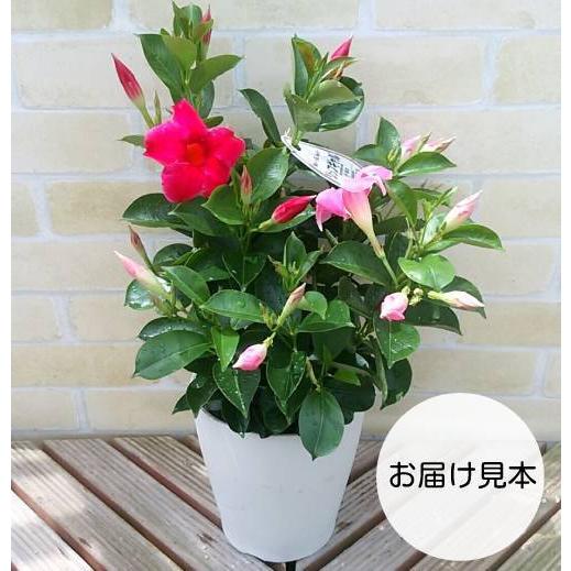 マンデビラ リップギャル 花 鉢植え 苗 赤とピンクの2色が咲きます 5号鉢 デプラデニア お一人様一個限定 N Mandrpg イングの森 花 苗 球根 育て方 通販 Yahoo ショッピング