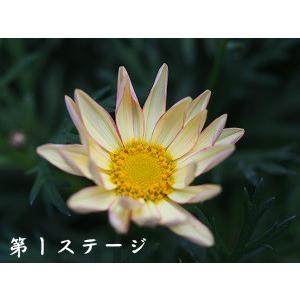 マーガレット 花 苗 鉢植え シンプリーコーラル 1株 宿根草 栄養系