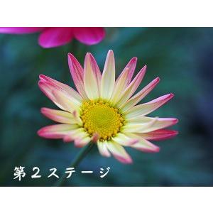 マーガレット 花 苗 鉢植え シンプリーコーラル 1株 宿根草 栄養系