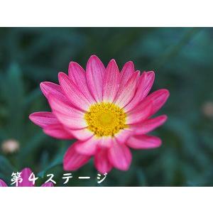 マーガレット 花 苗 鉢植え シンプリーコーラル 1株 宿根草 栄養系