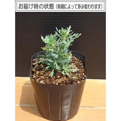 マーガレット 花 苗 八重咲き サマーソング ホワイト 9cmポット 1株