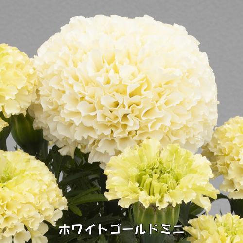 マリーゴールド 花 苗 白 アフリカン ホワイトゴールドミニ マックス 3号 9cm ポット 2株セット N Marigold Wg イングの森 花 苗 育て方 通販 Yahoo ショッピング