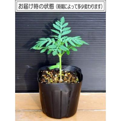 マリーゴールド アフリカン ホワイトバニラ 1株 : イングの森 花苗の