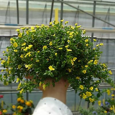 メカルドニア 花 苗 ゴールドダスト 1株 ハンギング おすすめ グランドカバー 多年 宿根草 寄せ植え｜hanamankai