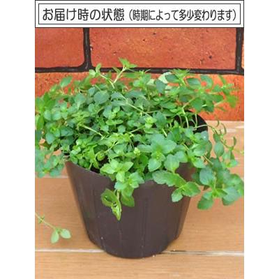 メカルドニア 花 苗 ゴールドダスト 1株 ハンギング おすすめ グランドカバー 多年 宿根草 寄せ植え｜hanamankai｜02