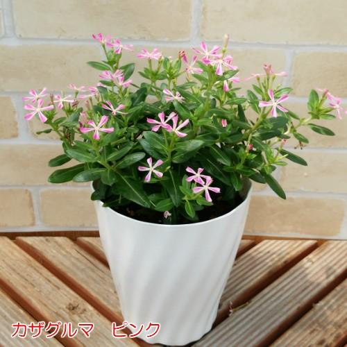 直径2mcほどの極小輪ビンカ ニチニチソウ ミニナツシリーズ 5号鉢み 分枝促進切り戻し 施肥済み 蕾一杯 N Mininatu5s イングの森 花 苗 育て方 通販 Yahoo ショッピング