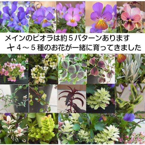 花 苗 ビオラを中心に 4 5種 10 5cmポット 世界にひとつだけの花 ミックス 珍しいお花が一緒に育ってきました N Mixmix イングの森 花 苗 育て方 通販 Yahoo ショッピング