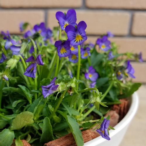 ビオラ 花 苗 極小輪 めっちゃミニサイズを8号鉢いっぱいにしてお届け 青色 ブルーガーデン 多年草 冬 春 パンジー グランドカバー 寄せ植え N Mmblue イングの森 花 苗 球根 育て方 通販 Yahoo ショッピング
