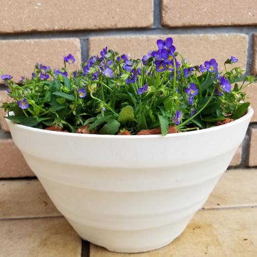 ビオラ 花 苗 極小輪 めっちゃミニサイズを8号鉢いっぱいにしてお届け 青色 ブルーガーデン 多年草 冬 春 パンジー グランドカバー 寄せ植え N Mmblue イングの森 花 苗 球根 育て方 通販 Yahoo ショッピング