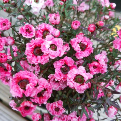 ギョリュウバイ 花 4号鉢 八重咲き マヌカハニー ハーブ ピンク ティーツリー 寄せ植え 常緑 柳梅 N Mnh P イングの森 花 苗 球根 育て方 通販 Yahoo ショッピング