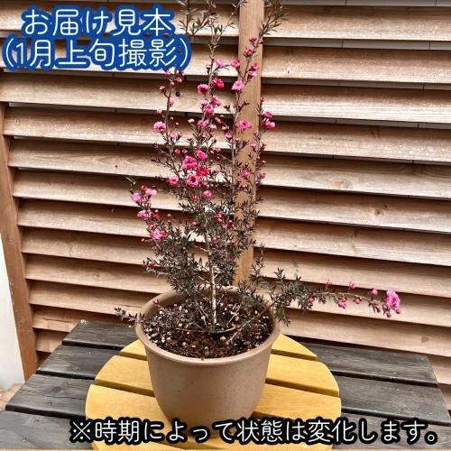 ギョリュウバイ 魚柳梅 6号鉢 （直径18cm）ピンク 常緑低木 マヌカ
