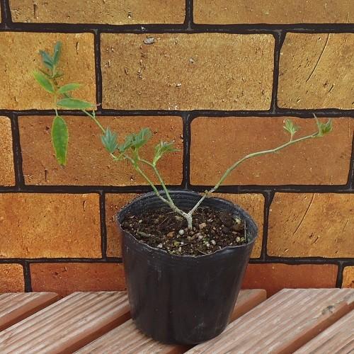 モッコウバラ 木香薔薇 ばら 花 ポット苗 白い シロモッコウバラ N Mokko W イングの森 花 苗 育て方 通販 Yahoo ショッピング