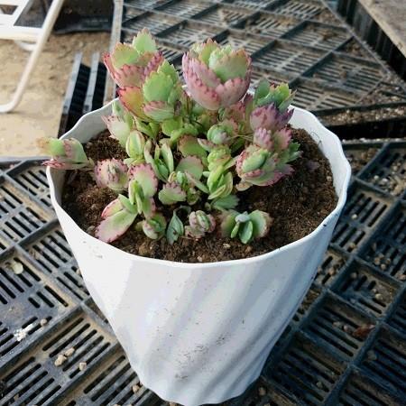 マザーリーフ 子宝弁慶草 ハカラメ ５号鉢 縁起がええの 子も孫も一杯の大家族 N Mother5 イングの森 花 苗 球根 育て方 通販 Yahoo ショッピング