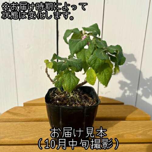 桃式部 モモシキブ ピンクパール 3号（直径9cm）ポット苗 1個 落葉低木