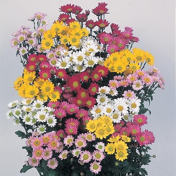 夏菊 花 苗 切り花にも最適 耐寒性宿根草 ４色から選んでください 1株