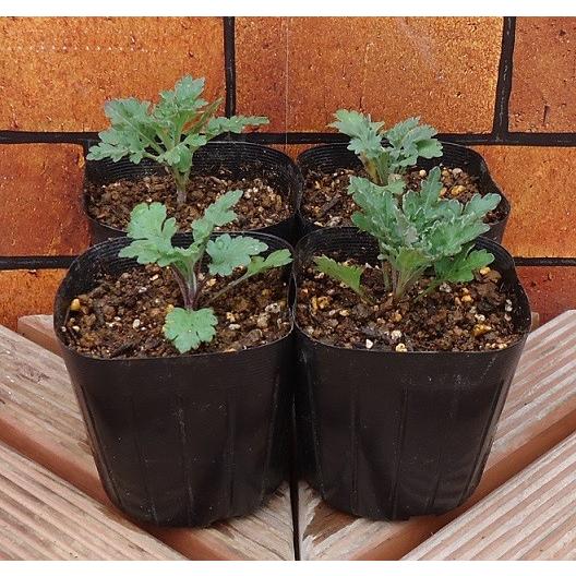 夏菊 花 苗 切り花にも最適 耐寒性宿根草 ４色から選んでください 1株 N Natugiku イングの森 花 苗 育て方 通販 Yahoo ショッピング