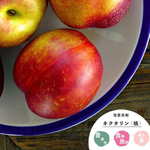 果樹苗 桃 ネクタリン 苗木 ファンタジア 2〜3年生 7号 果樹苗木