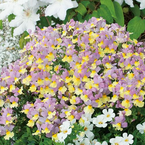 ネメシア 宿根草 花 苗 アロマンス 選べる4色 1株 香りも楽しめる Pw プルーブンウィナーズ イングリッシュガーデン 寄せ植え 鉢 N Nemealo イングの森 花 苗 育て方 通販 Yahoo ショッピング