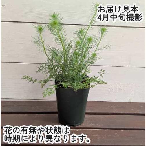 ニゲラ グリーンマジック 3.5号（直径10.5cm）ポット苗 1株 園芸