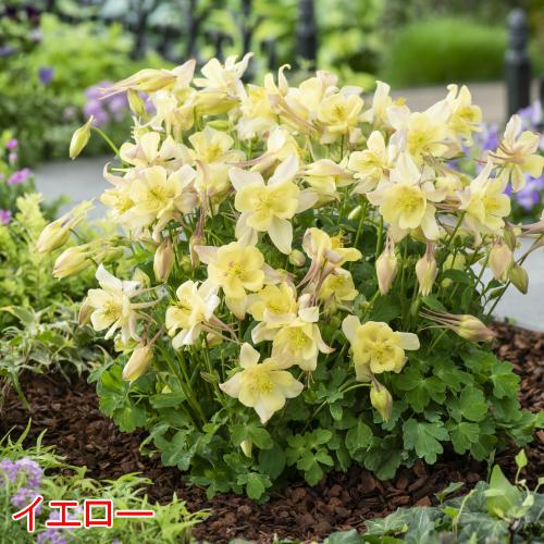 アキレギア 花 苗 春 西洋オダマキ 宿根草 アクイレギア
