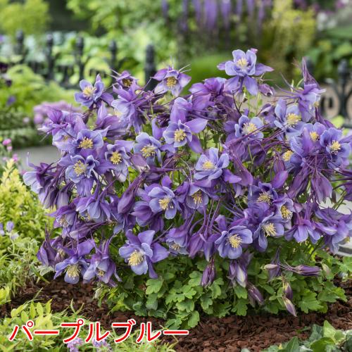 アキレギア 花 苗 春 西洋オダマキ 宿根草 アクイレギア