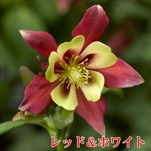 アクイレギア 西洋オダマキ 花 苗 キリガミシリーズ １株 宿根草 寄せ植え 鉢 イングリッシュガーデン N Odamaki イングの森 花 苗 育て方 通販 Yahoo ショッピング