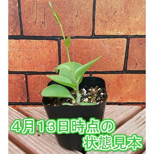 オカワカメ 苗 栽培 雲南百薬 多年 宿根草 1株 むかご 販売 グリーン