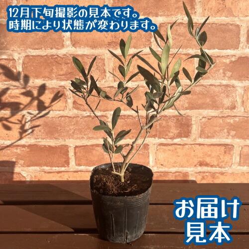 オリーブ マンザニロ 3.5号（直径10.5cm）ポット苗 1個 シンボルツリー