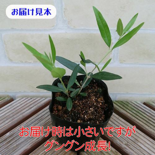 オリーブ ひなかぜ 9cmポット苗1株 常緑高木 家庭樹 シンボル オリーブ ひなかぜ 9cmポット苗1株 常緑高木 家庭樹 シンボル
