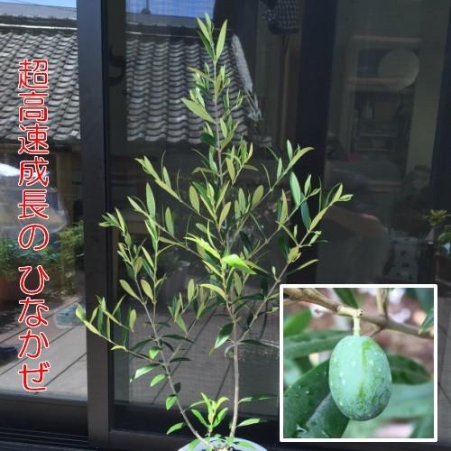 オリーブの木 鉢植え 観葉植物 実 常緑高木 ひなかぜ 4.5号 オリーブの木 鉢植え 観葉植物 実 常緑高木 ひなかぜ 4.5号