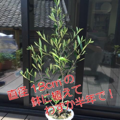 オリーブの木 鉢植え 観葉植物 実 常緑高木 ひなかぜ 4.5号（13.5cm