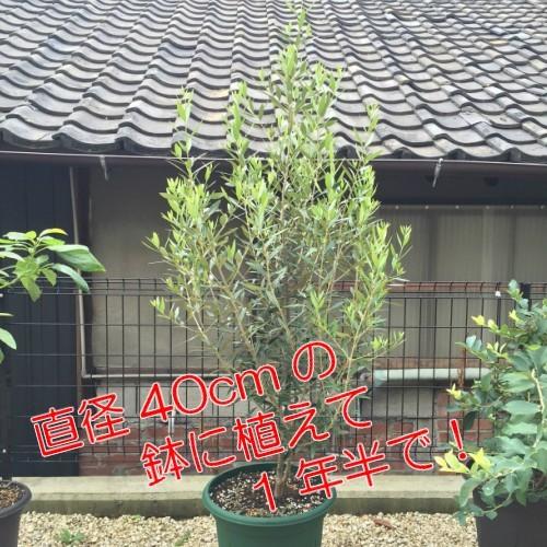 オリーブの木 鉢植え 観葉植物 実 常緑高木 ひなかぜ 4.5号（13.5cm