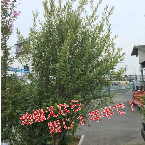 オリーブの木 鉢植え 観葉植物 実 常緑高木 ひなかぜ 4.5号